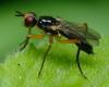 Cordilura albilabris